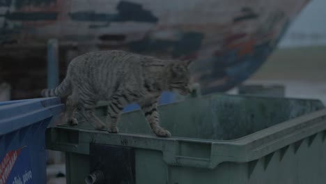 Katze-Auf-Müllcontainer,-Die-Sich-Umsieht-Und-Nach-Schrott-Sucht