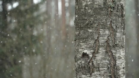 Slush-rains.-Snowfall,-slowmotion,-birch-at-right-foreground