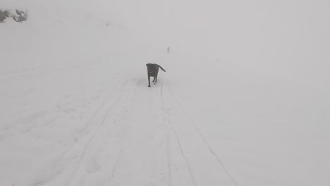 Schwarzer-Hund-Von-Hinten,-Der-Auf-Schnee-Geht