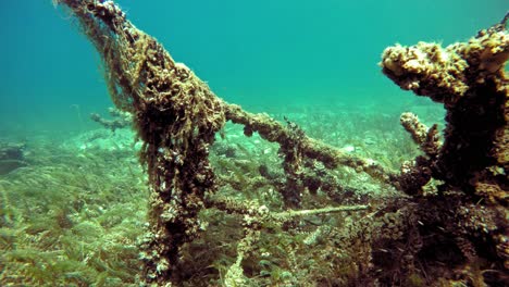 Underwater-landskape-with-sunken-tree-trunk-on-the-bottom-of-Lake-Ohrid-in-Macedonia,-covered-in-fishing-nets