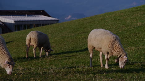 Schafe,-Die-Gras-Auf-Einer-Wiese-Fressen