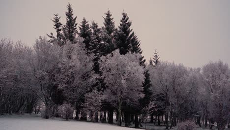 Frischer-Schnee-Auf-Schön-Ausgerichteten-Bäumen