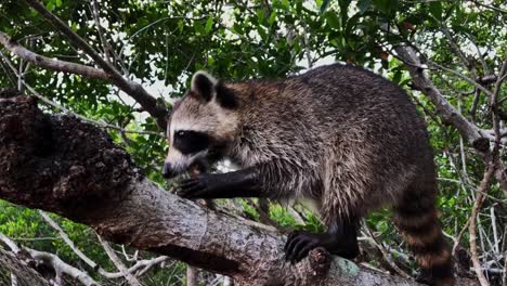 Raccoon-grabbing-a-snack-in-the-Mangroves-in-the-Florida-Everglades