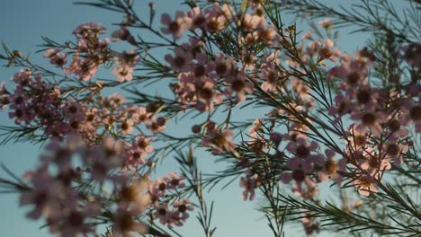 Blühendes-Geraldton-Wachs,-Während-Die-Sonne-In-Zeitlupe-In-Westaustralien-Untergeht
