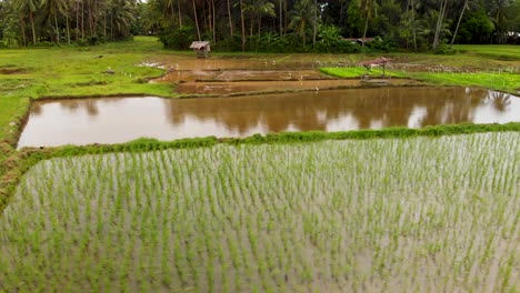 4K-drone-aerial-footage-flying-over-a-poor-traditional-rice-paddy-in-Asia-showing-the-green-stalks-of-rice,-buffalo,-birds-and-the-muddy-irrigation-over-the-farmland