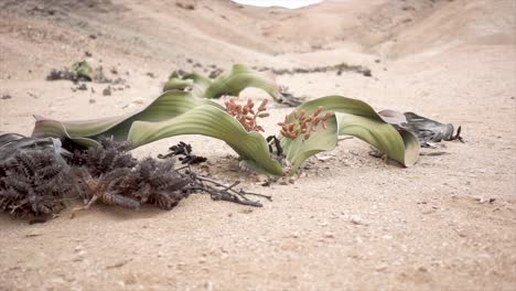 Medio-De-Cámara-Lenta-De-Un-Viejo-Welwitschia-En-El-Desierto-De-Namibia