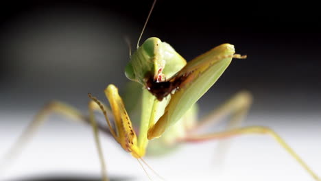 Mantis-Verde-Come-Insecto-Marrón