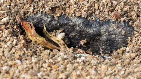 Viele-Ameisen-Laufen-Herum-Und-Tragen-Sandkörner-Aus-Ihren-Höhlen