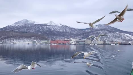 Bootsfahrt-Auf-Dem-See-In-Hokkaido,-Leute,-Die-Die-Möwen-Füttern