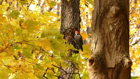 Pileated-woodpecker-on-tree-vibrant-foliage,-autumn-colored-forest---Toronto