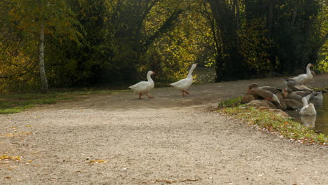 An-aggressive-pair-of-geese-walk-towards-a-lake-in-autumn-or-fall