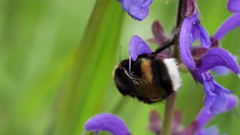 lose-up-shot-of-a-bumblebee-crawling-in-slow-motion-over-a-purple-flower