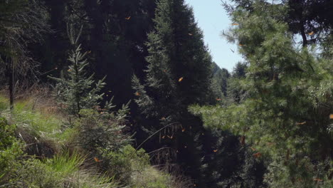 Slow-motion-shot-of-Monarch-Butterflies-passing