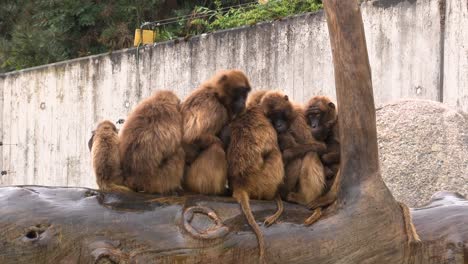 Groups-of-monkeys-warming-up-each-other-from-the-rain-at-the-Zoo