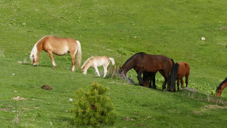 Eine-Herde-Frei-Grasender-Pferde