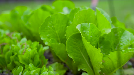 Closeup-of-romaine-lettuce-with-grass-out-of-focus-in-the-foreground