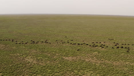 Enorme-Manada-De-ñus-Moviéndose-A-Través-Del-Valle-Del-Serengeti-Durante-La-Temporada-De-Migración,-Parque-Nacional-Del-Serengeti,-Tanzania