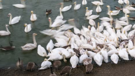 Time-lapse-De-Cisnes-Salvajes-Alimentándose-En-El-Centro-De-Humedales-De-Caerlaverock-En-El-Suroeste-De-Escocia