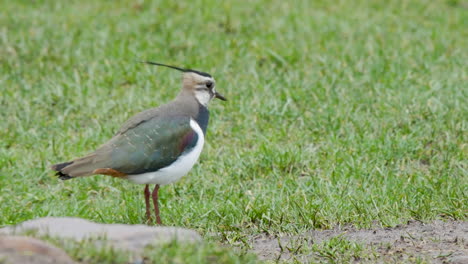 Lapwing-catching-earthworms-on-a-grassy-field-during-heavy-rain-in-the-North-Pennines-County-Durham