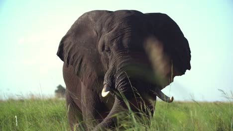 Ein-Elefant,-Der-In-Einem-Sumpfgebiet-Steht-Und-Mit-Einem-Grasbüschel-Schlägt