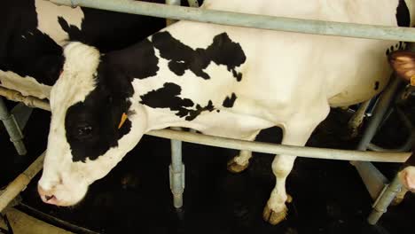 Shot-of-the-Cow's-in-the-Milking-System