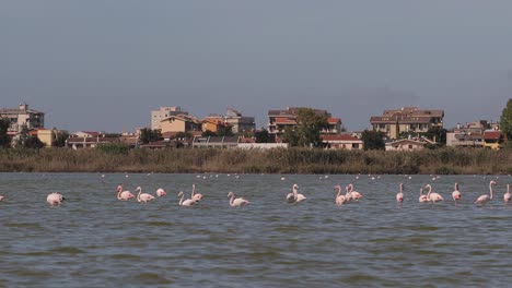Pink-Flamingos-in-front-of-Poetto-beach-in-Cagliari-in-Sardinia,-Italy