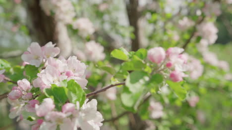 Apple-blossoms-during-spring,-in-slow-motion