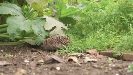Little-European-Hedgehog-Foraging-In-Vegetable-Garden---close-up