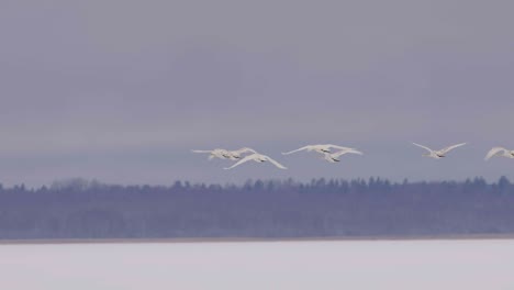 Whooper-swans-flying-above-frozen-lake
