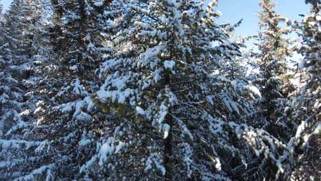 Coniferous-trees-in-a-line-covered-with-snow-with-mountain-on-the-background