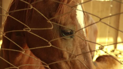Close-up-of-beautiful-brown-horse-behind-the-fenc-in-stable