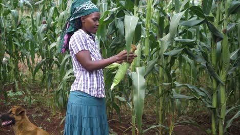 A-wide-shot-of-an-African-woman-picking-corn-from-a-stalk-in-rural-Africa