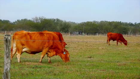 Cows-feeding-on-grass