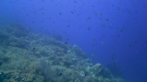Toma-Amplia-Sobre-Un-Arrecife-De-Coral-En-Indonesia