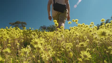 Young-man-walks-through-a-meadow-of-swaying-yellow-Everlasting-wildflowers-in-Coalseam-Conservation-Park-Slow-Motion