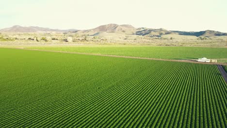 Vista-Aérea-De-Plantas-Verdes-Cerca-Del-Río-Colorado