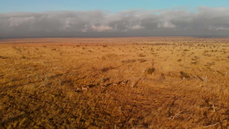 Eine-Große-Ebene-Mit-Einer-Kleinen-Zebraherde-In-Tsavo-West,-Kenia