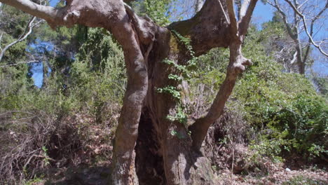 Tilt-Shot-Of-An-Old-Tree-With-Big-Cavity-,-Parnitha-Mountain-,-Greece