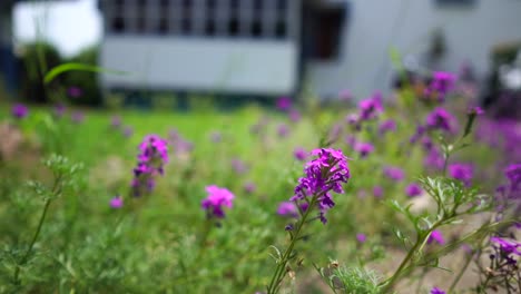 Kleine-Violette-Blumen-Und-Grünes-Gras-Im-Garten-Des-Hauses-An-Sonnigen-Sommertagen,-Kamerabewegung-In-Zeitlupe