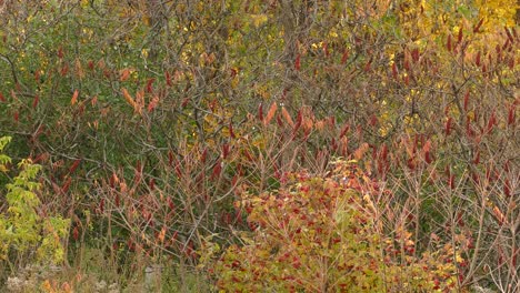 Grüne,-Orange-Und-Gelbe-Herbstbüsche-Und-Bäume-Mit-Fliegenden-Käfern