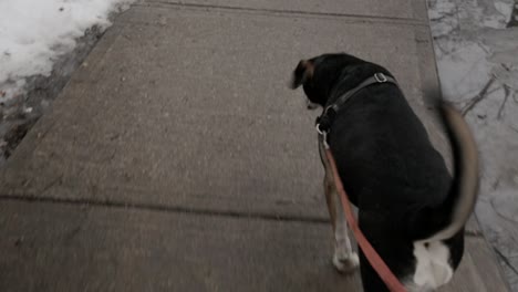POV-shot-of-walking-a-dog