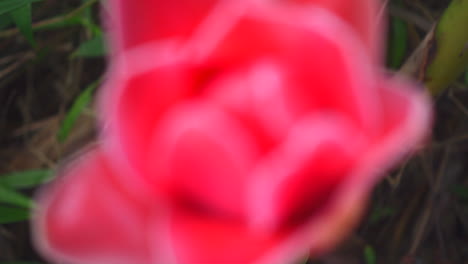 Camera-moves-back-from-close-up-view-of-colorful-flower-in-garden