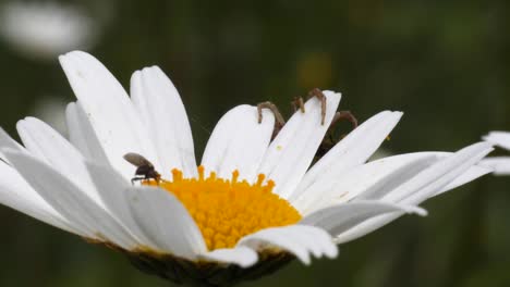 Eine-Mücke-Saugt-Nektar-Aus-Einer-Gänseblümchenblume,-Während-Eine-Spinne-Am-Rand-Der-Blume-Wartet