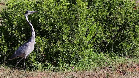 Close-up-of-a-black-headed-heron-walking-through-the-grass-in-Addo-Elephant-National-Park-Africa