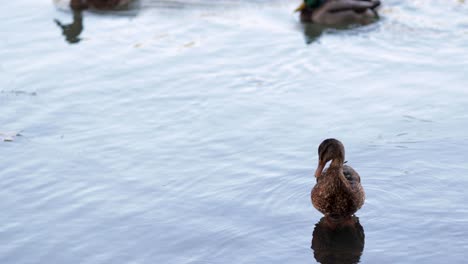 Ducks-on-the-pond-swim-in-the-water,-clean-their-feathers