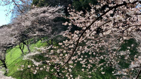 Magical-scene-of-a-Cherry-Blossoms-at-Chidorigafuchi-Park-moat