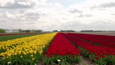 Bunte-Tulpenfelder-In-Den-Niederlanden