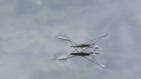Macro-shot-of-a-water-strider-hopping-over-blue-water-in-slow-motion