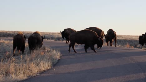 A-herd-of-Bison-gathered-around-a-road-in-the-Rocky-Mountain-Arsenal,-Colorado,-USA