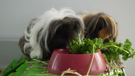 Time-lapse-of-two-guinea-pigs-eating-parsley-from-a-bowl